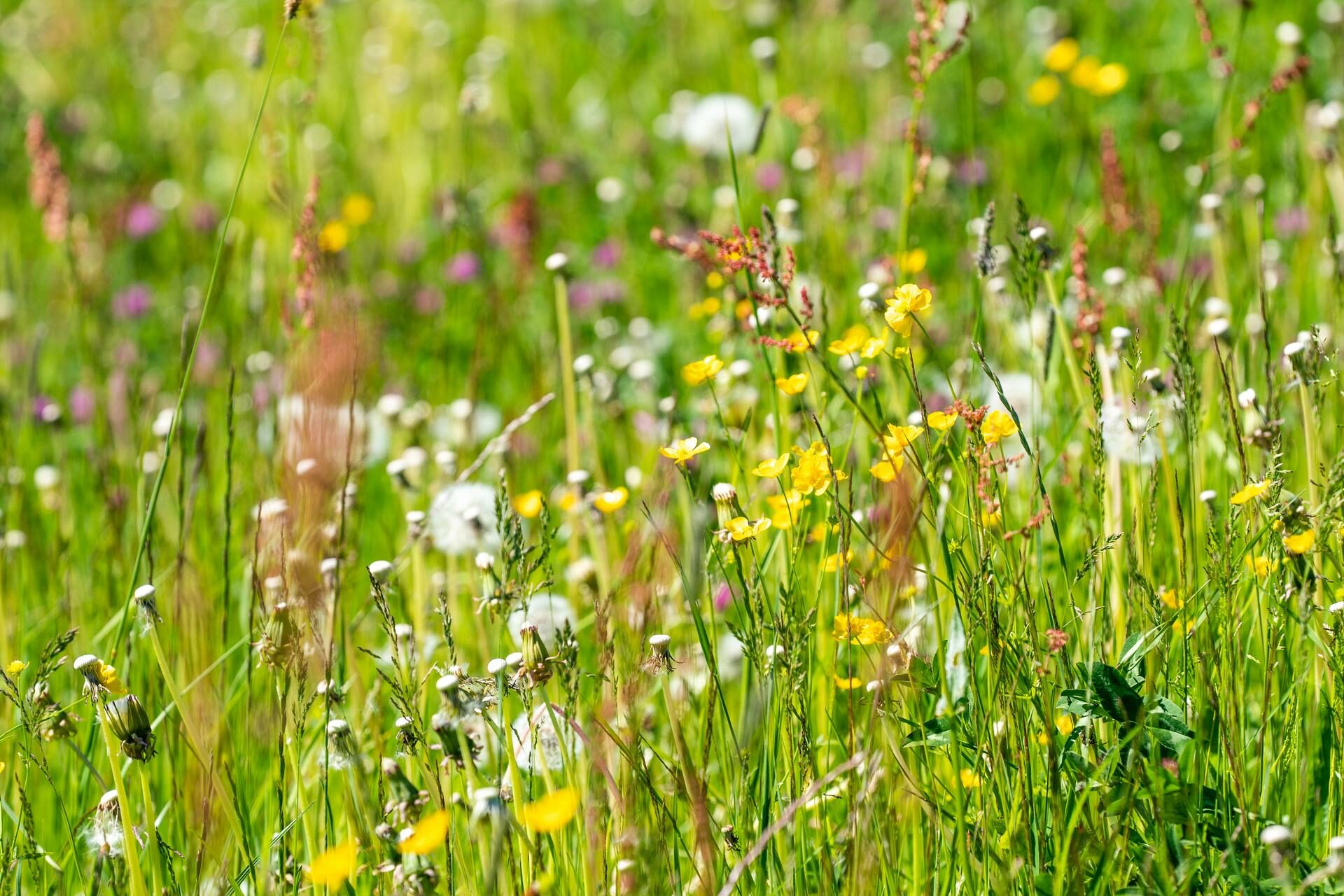 Pure nature during summer activities on the Segnesboden.